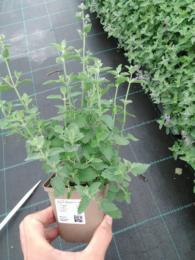 Kissanminttu Walker’s Low - 28. 7. 2025