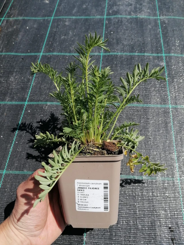 Sinilatva Filigree Skies - 2024