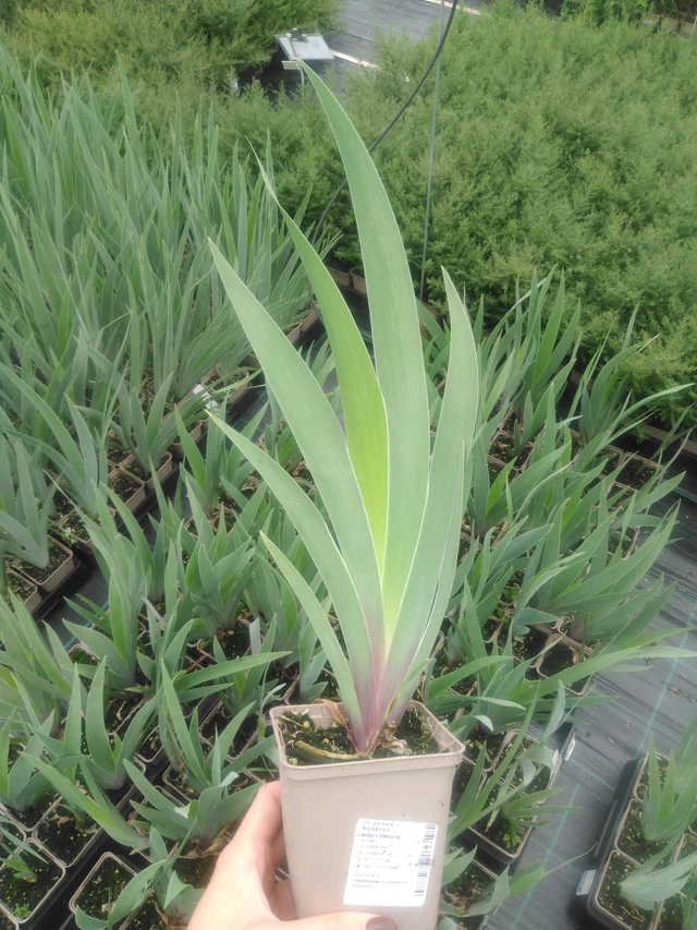 Kurjenmiekka Nibelungen - 2024