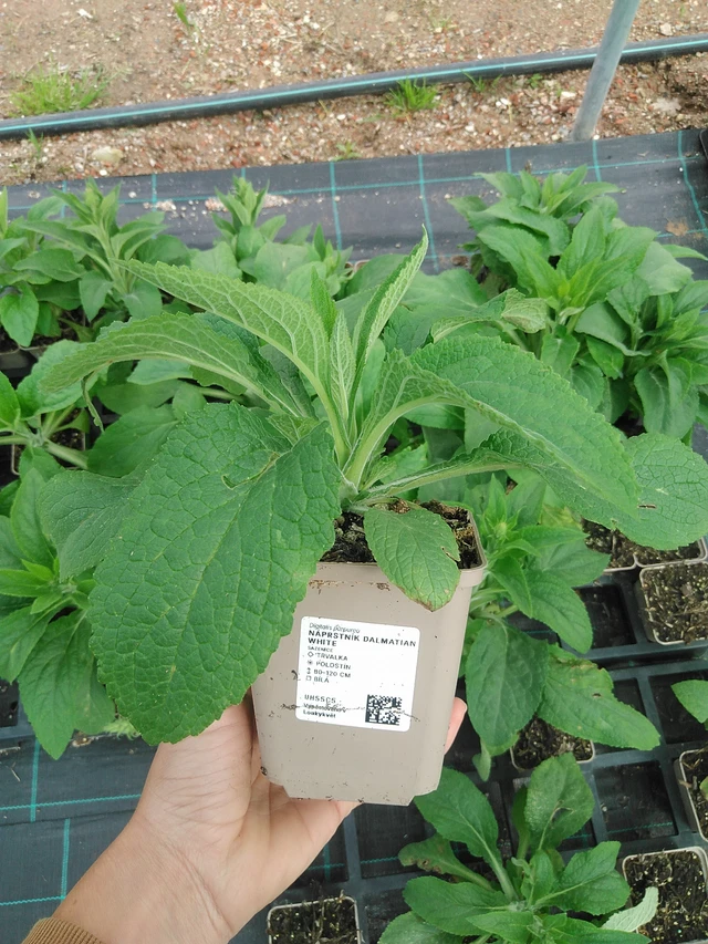 Sormustinkukka Dalmatian White - 9. 6. 2025