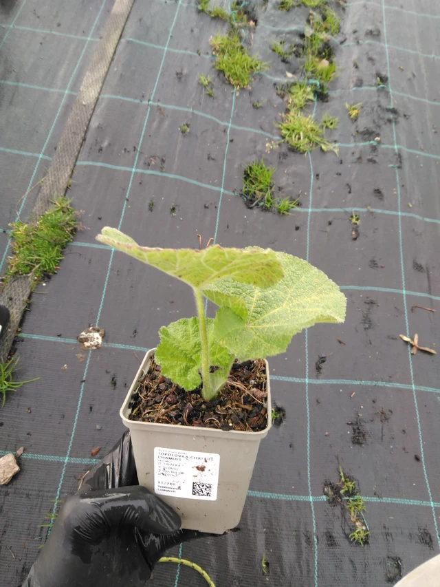 Salkoruusu Chaters Chamois - 23. 10. 2025