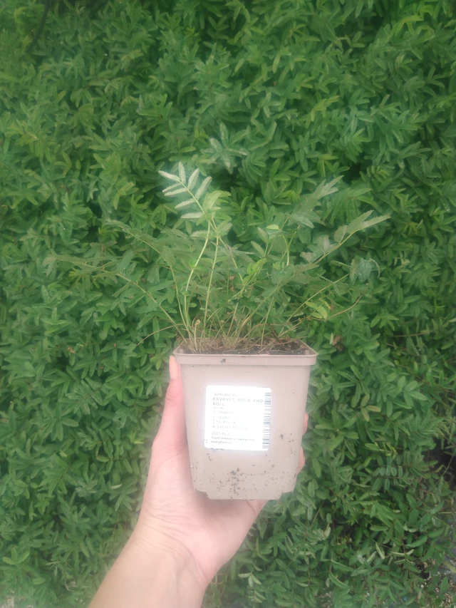 Luppio Rock and Roll - 2024