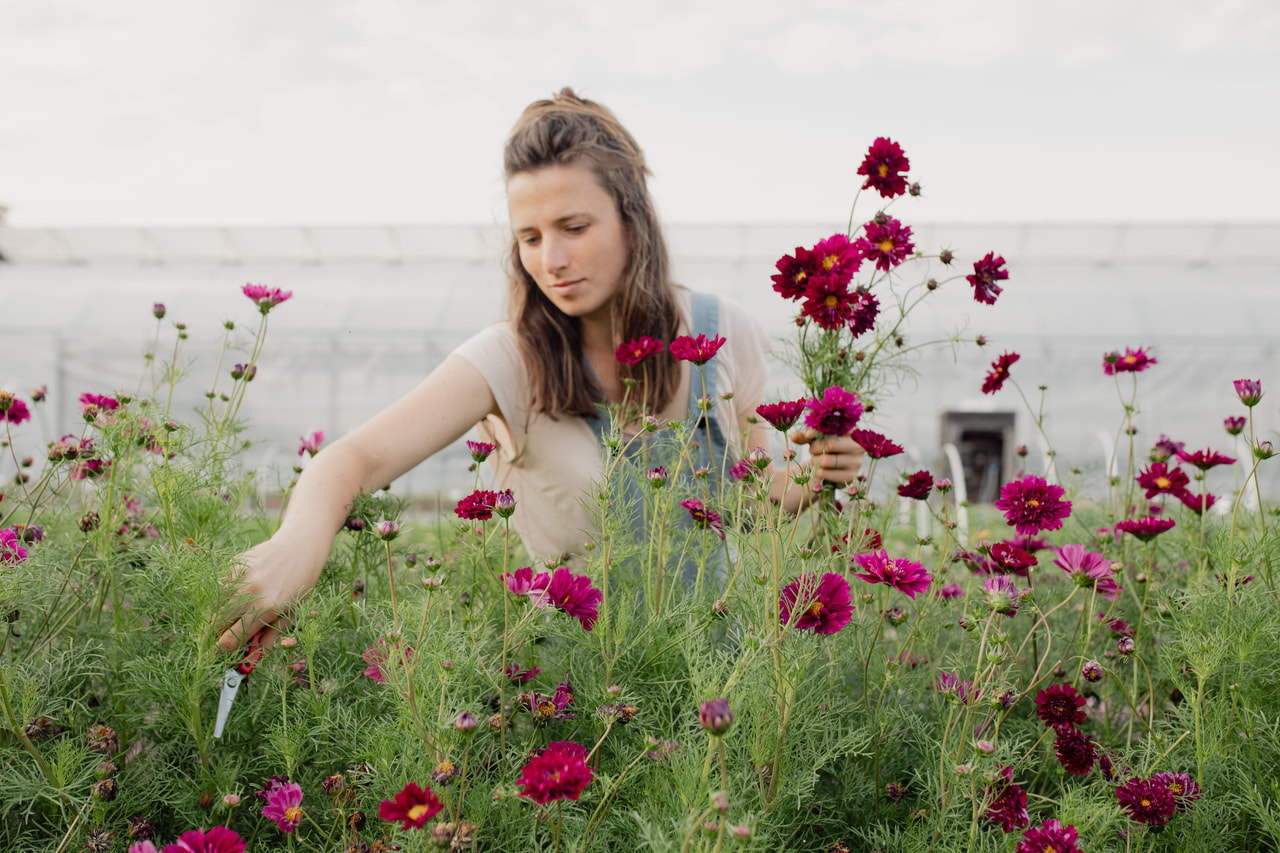 Cosmos Double Click Cranberries, Loukykvět