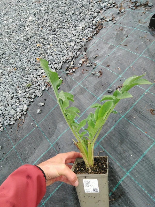 Kirahvinkukka - 28. 7. 2025