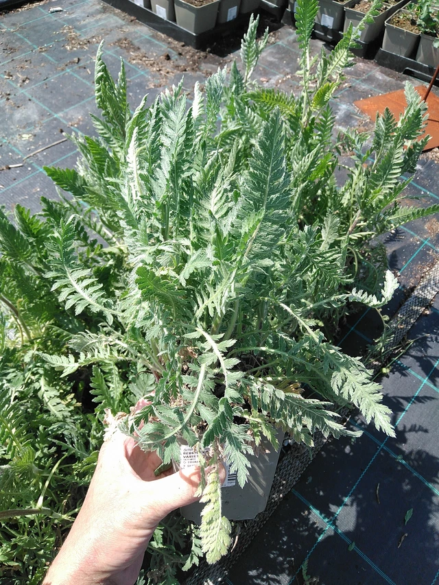 Siankärsämö Parkers Varietät - 13. 5. 2025