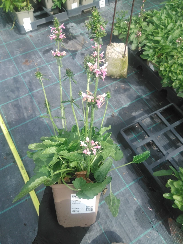 Betónica Saharan Pink - 10. 9. 2025