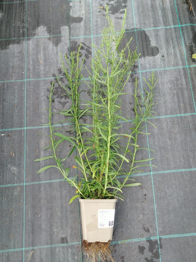 Asteri Pearla - 10. 9. 2025