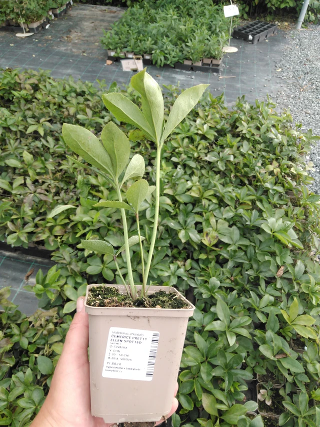 Jouluruusu Pretty Ellen Spotted - 2024