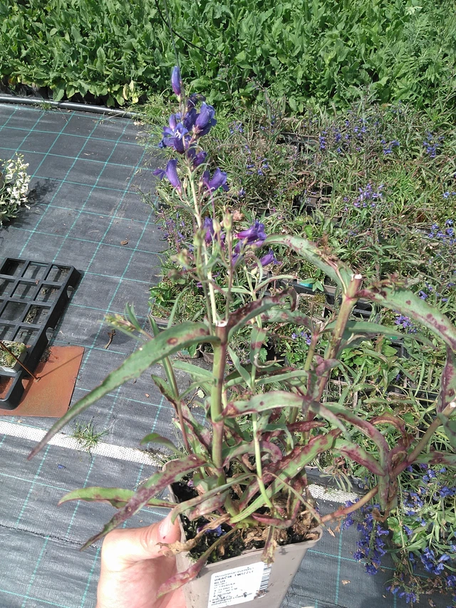 Partapipo Twizzle Blue - 24. 6. 2025