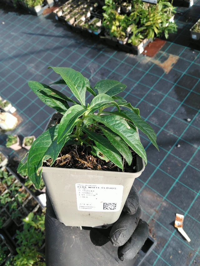 Leimu White Clouds - 31. 10. 2025