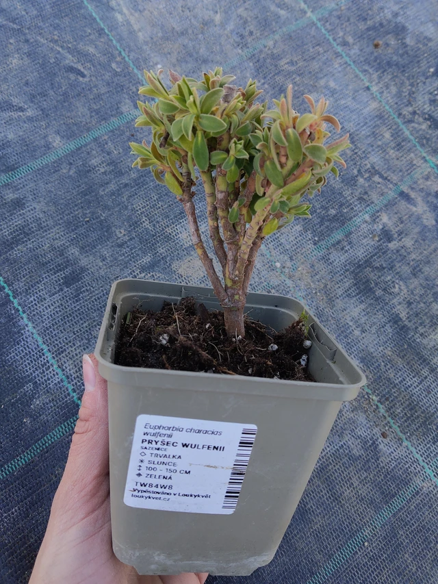 Euphorbia Wulfenii - 27. 3. 2026
