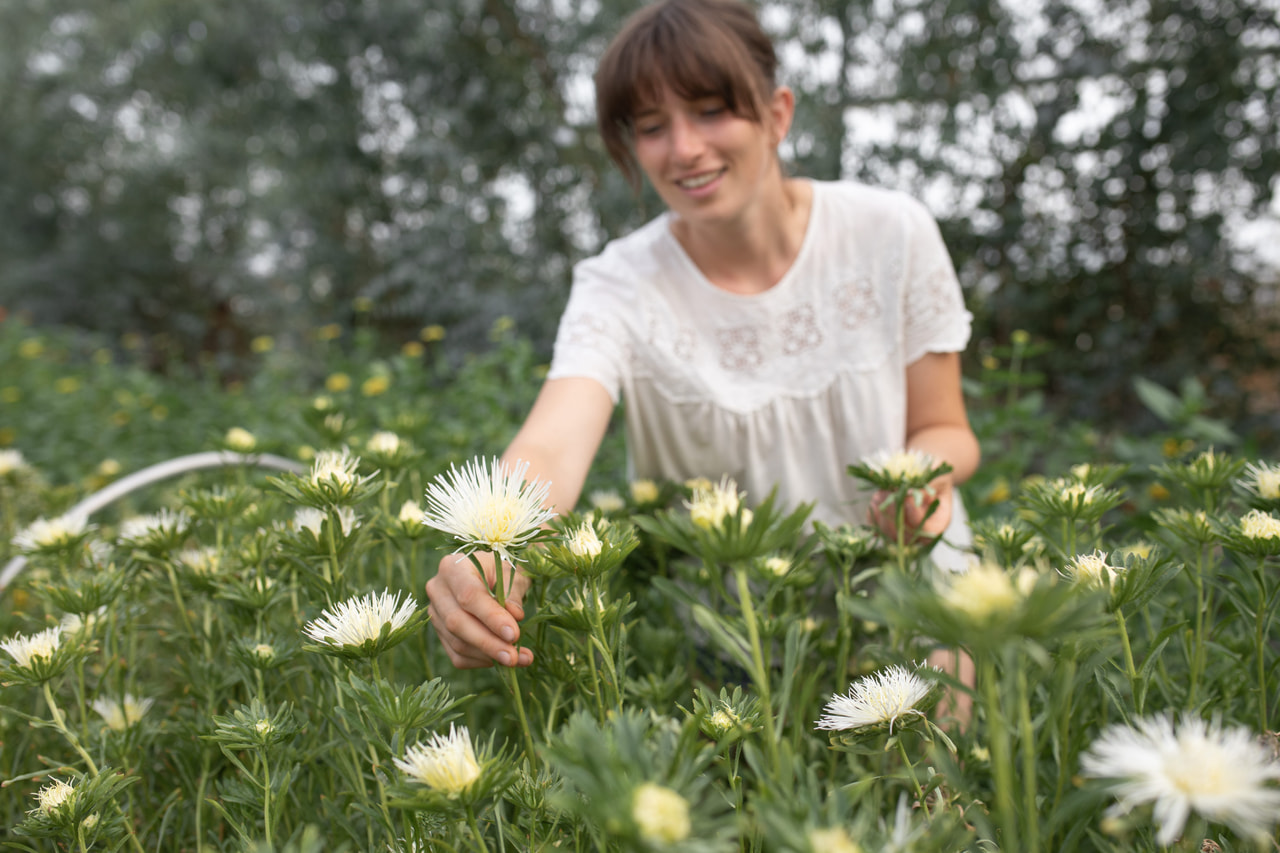 Kiinanasteri Valkyrie Isolde White, Loukykvět