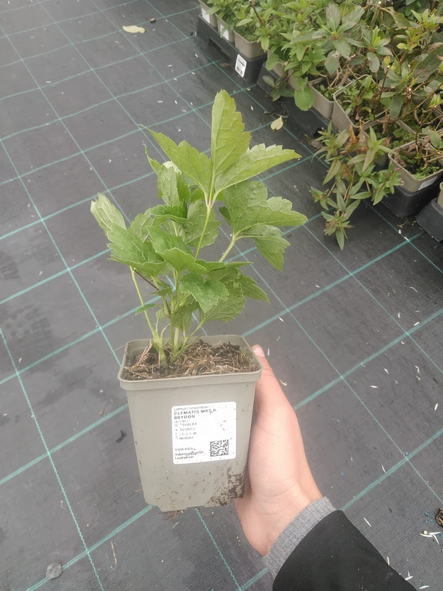 Kärhö Mrs R. Brydon - 10. 10. 2025