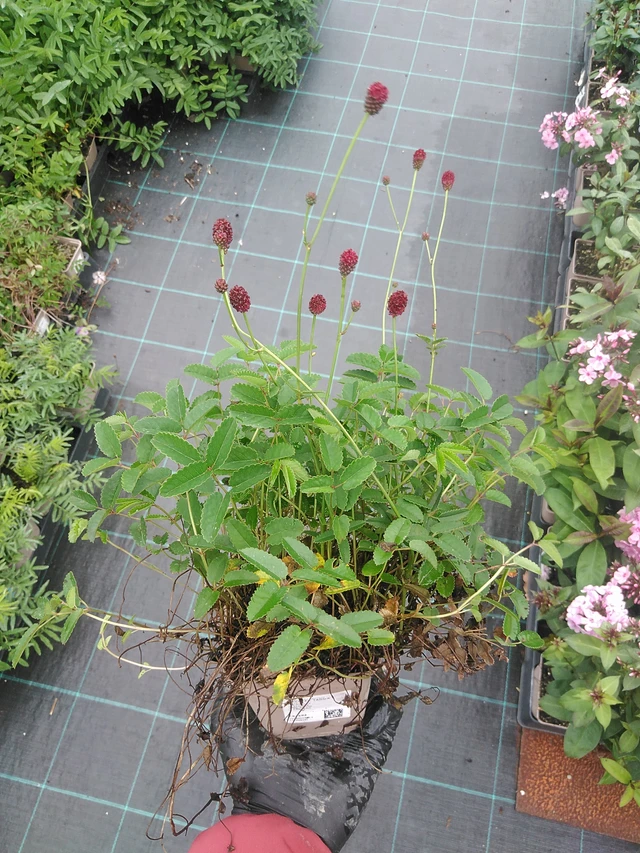 Luppio Tanna - 4. 8. 2025