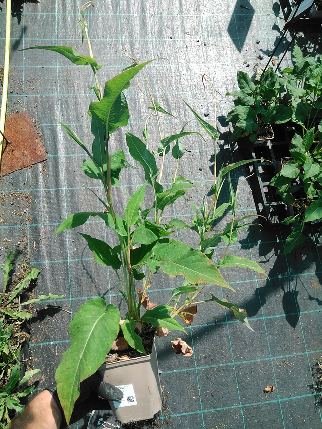 Konnantatar Alba - 19. 8. 2025