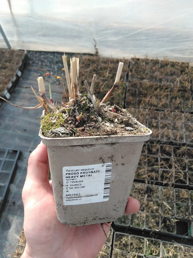 Virginianhirssi Heavy Metal - 8. 4. 2025