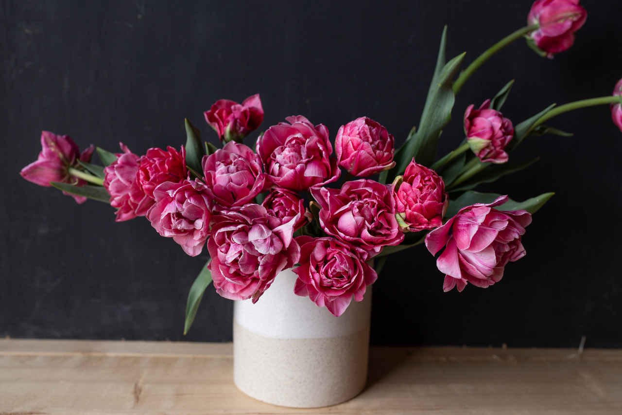 Tulppaani Aveyron, Loukykvět