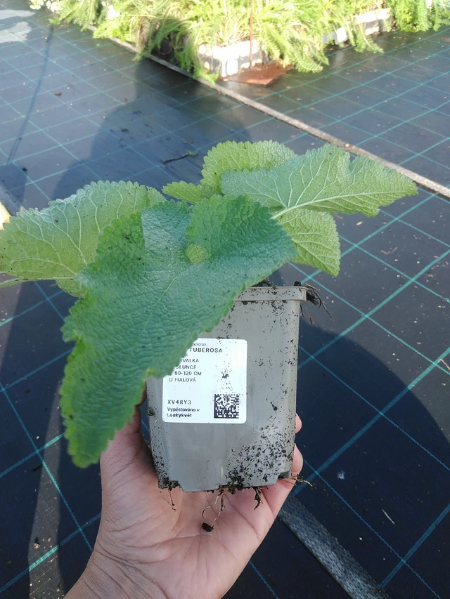 Paloyrtti Tuberosa - 11. 9. 2025