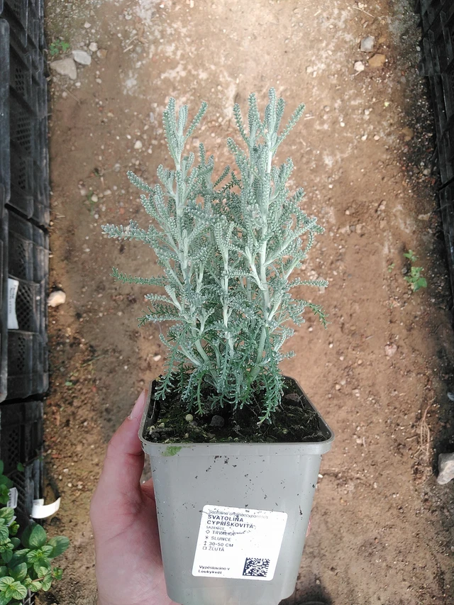 Hopeasantoliina - 1. 7. 2025