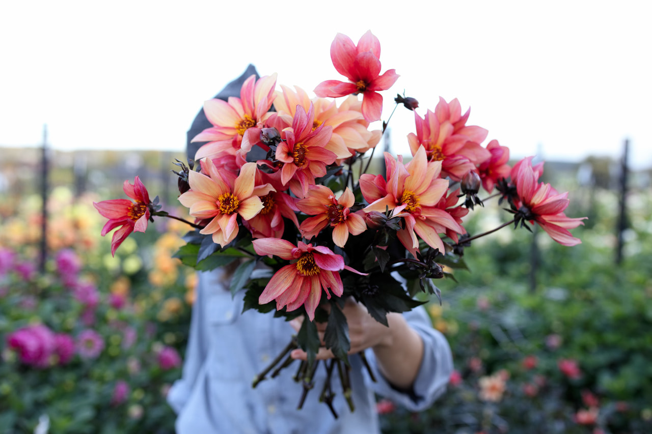 Daalia Waltzing Mathilda, Loukykvět