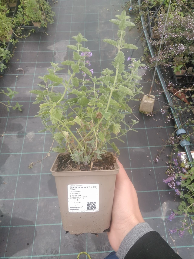 Kissanminttu Walker’s Low - 10. 10. 2025