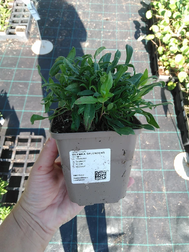 Kohokki Splendens - 19. 8. 2025