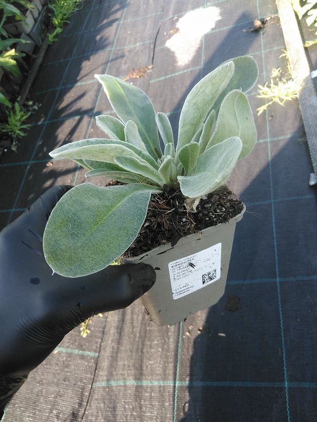 Lychnis - 1. 9. 2025