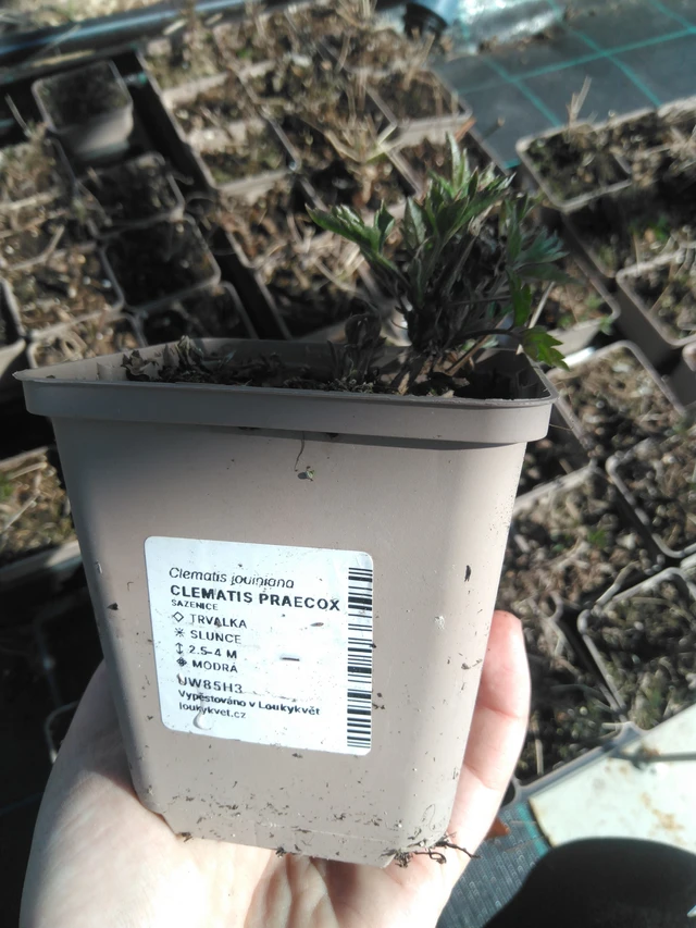 Clematis Praecox - 3. 4. 2025