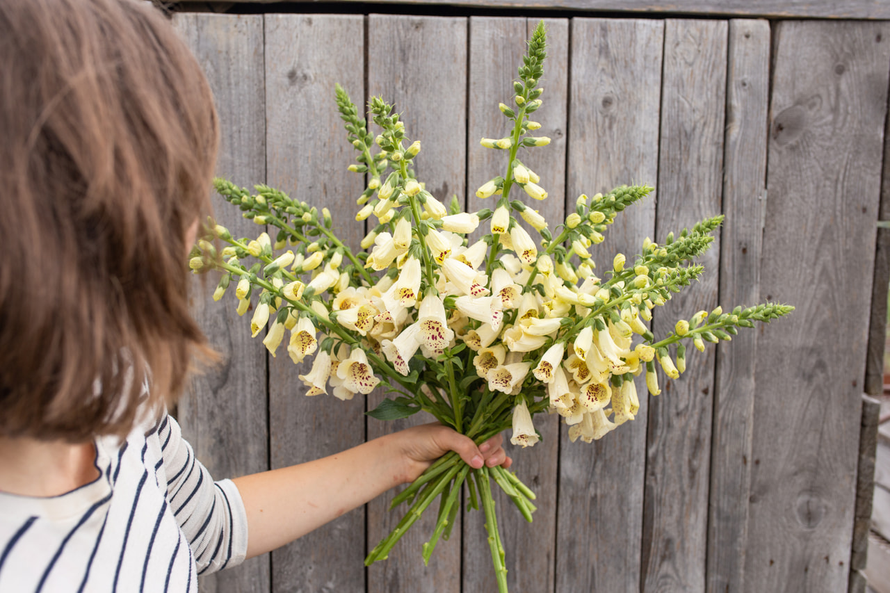 Dedalera Dalmatian Crème, Loukykvět