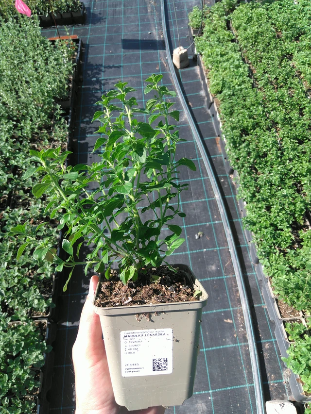 Kivikkokäenminttu - 20. 6. 2025