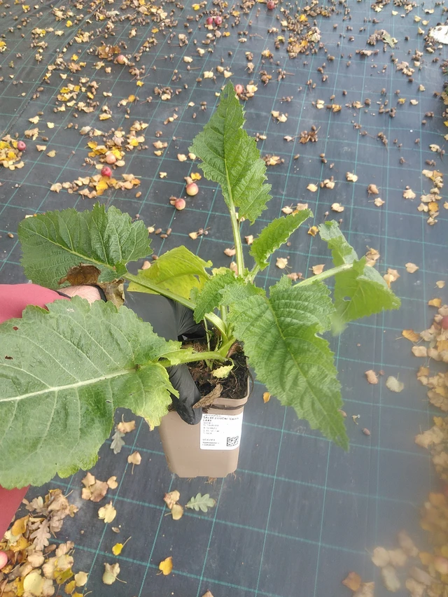 Salvia pratensis Swan Lake - 13. 10. 2025