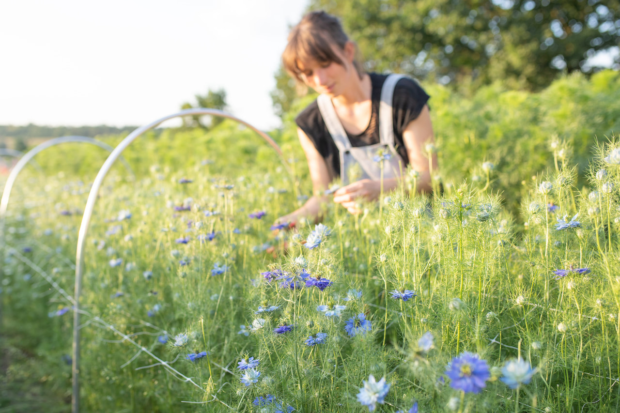 Nigella Miss Jekyll Sky Blue, Loukykvět