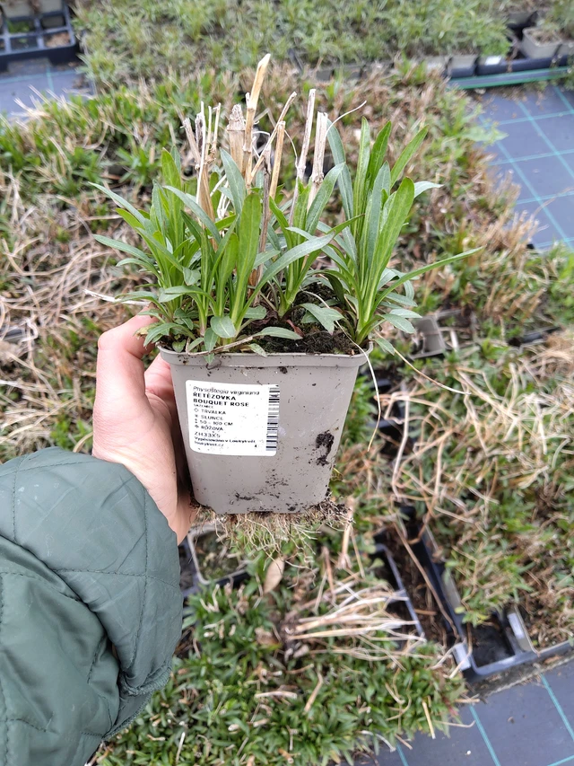 Kellopeippi Bouquet Rose - 21. 4. 2026