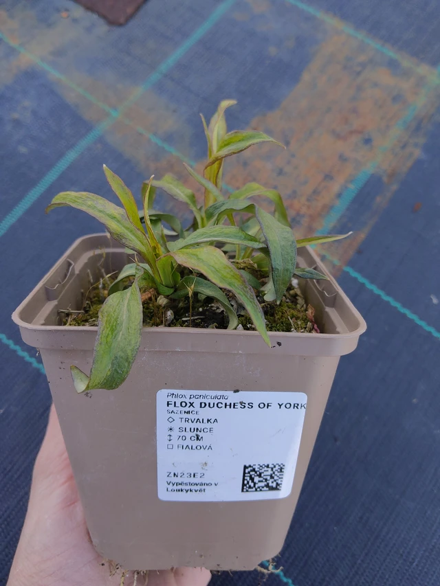 Kiiltoleimu Duchess of York - 27. 3. 2026