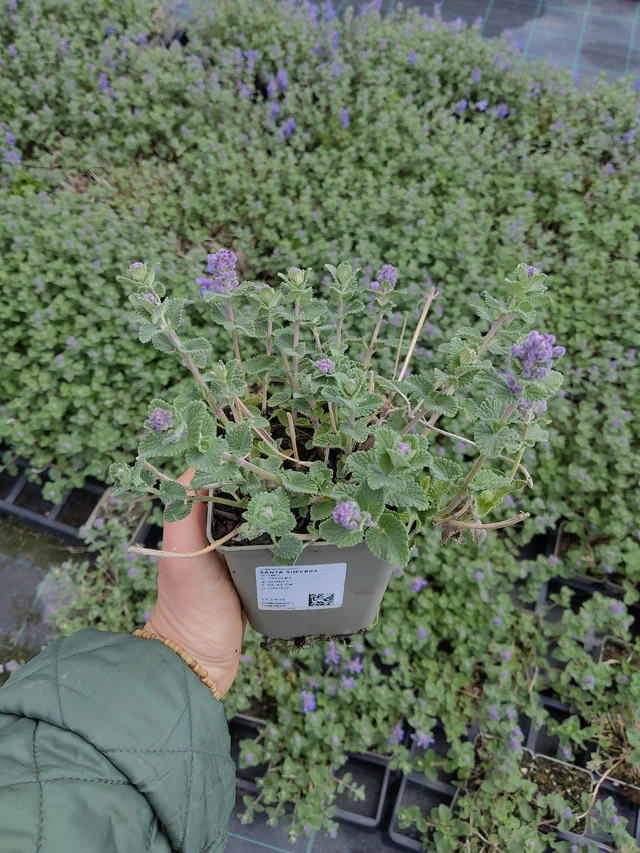 Kissanminttu Superba - 21. 4. 2026