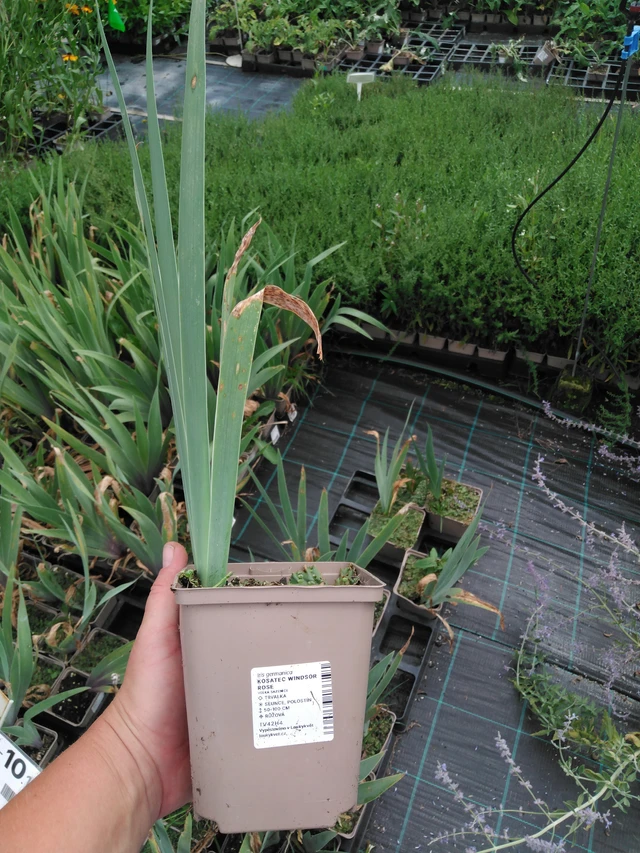 Tarhakurjenmiekka Windsor Rose - 2024