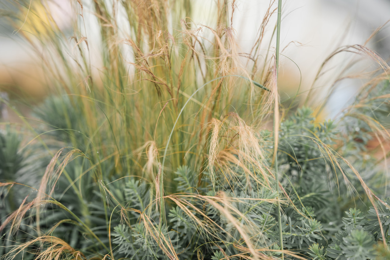 Hiushöyhenheinä, Loukykvět