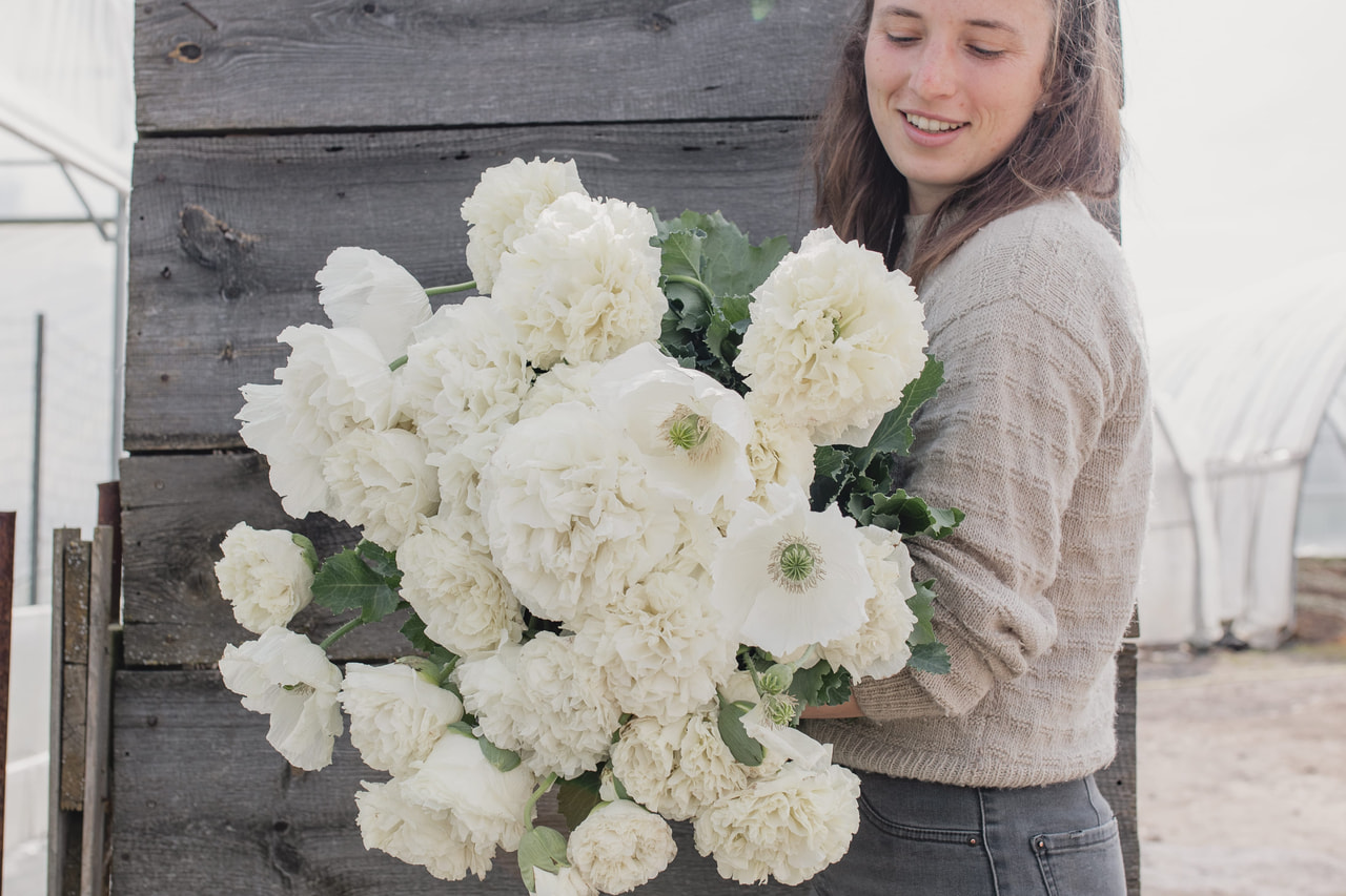 Pioenpapaver Cream, Loukykvět