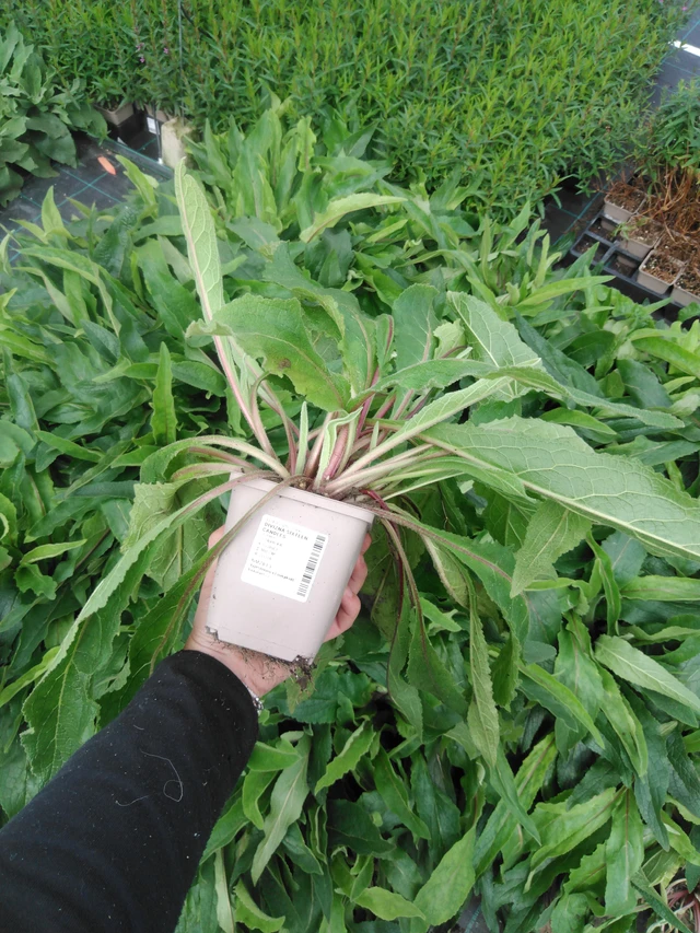 Gordolobo Sixteen Candles - 2024