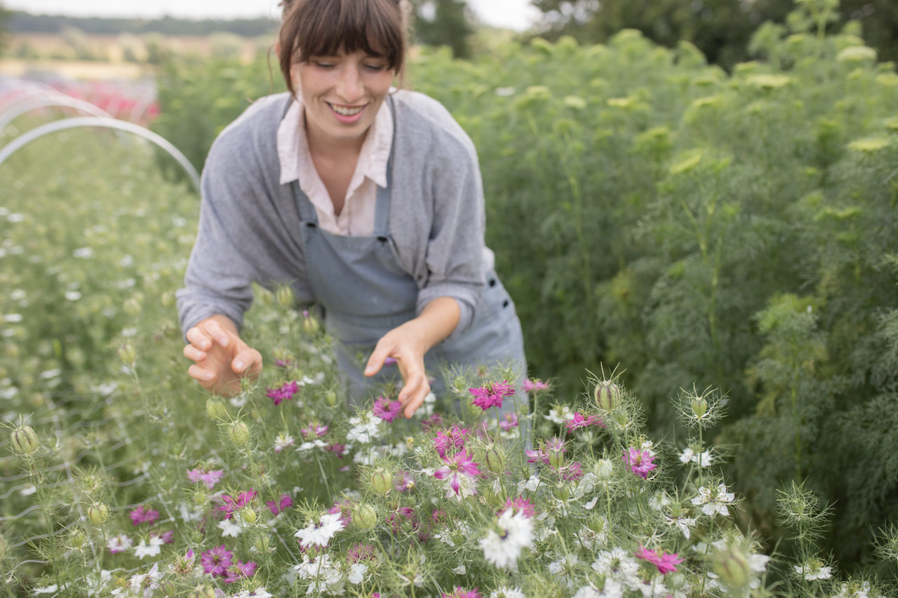 Aed-mustköömen Mulberry Jam Icing Mix, Loukykvět