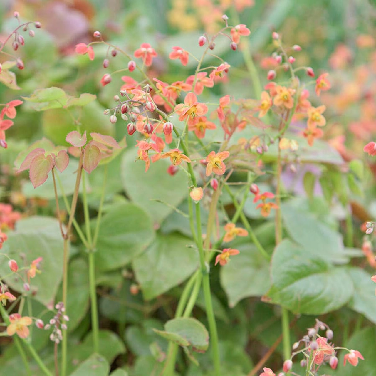 Epimedium Orangekönigin, Loukykvět