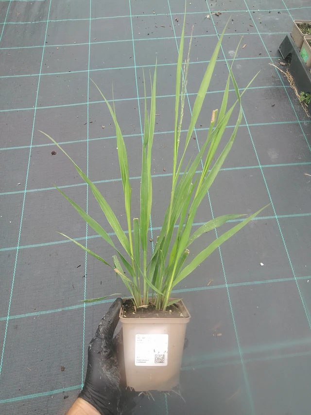 Isosiniheinä Karl Foerster - 4. 8. 2025