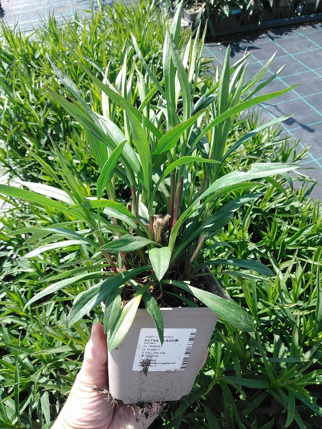 Asteri Claudia - 13. 5. 2025