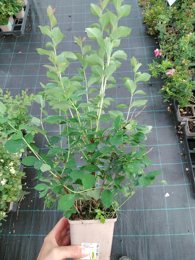 Symphoricarpos Magical Green Falls - 28. 7. 2025