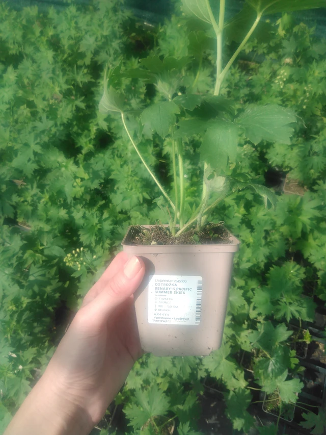 Ritarinkannus Benary’s Pacific Summer Skies - 2024