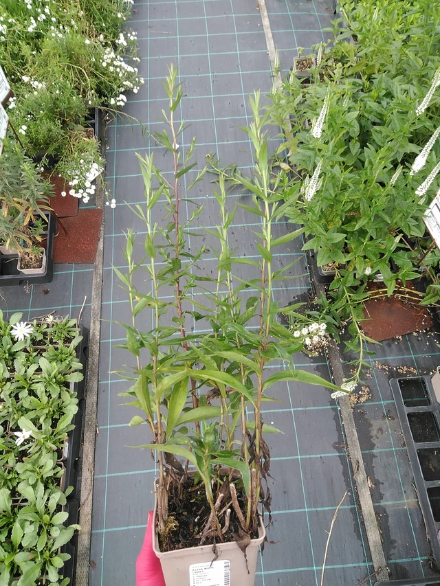 Syysasteri White Ladies - 29. 7. 2025