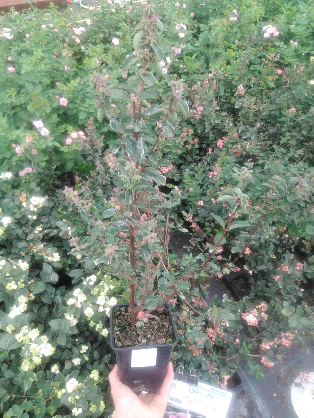 Lumimarja Magical Temptation - 2024