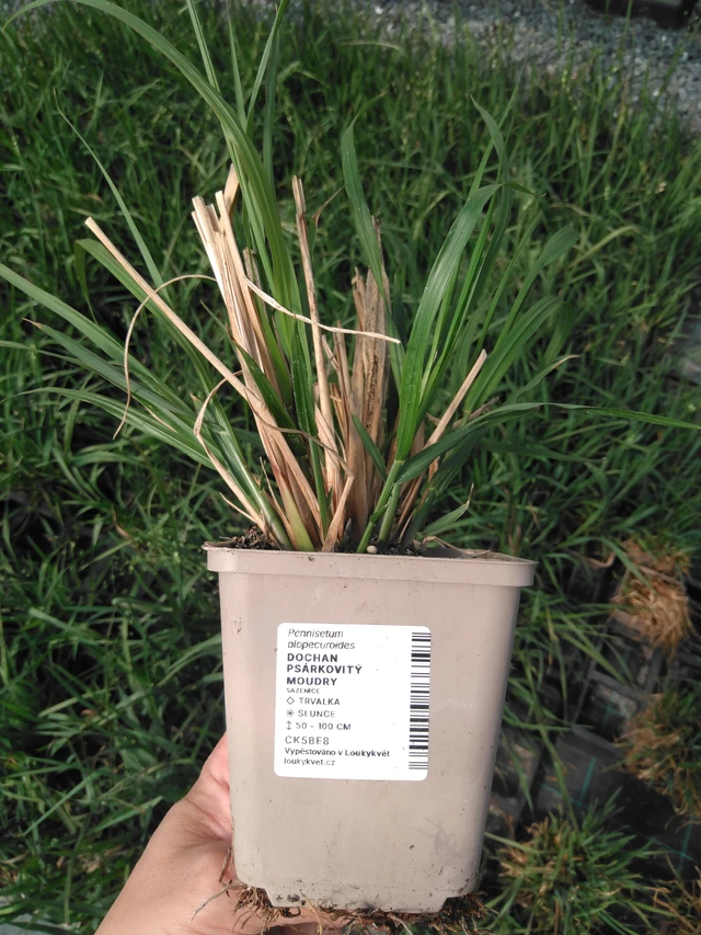 Sulkahirssi Moudry - 13. 5. 2025