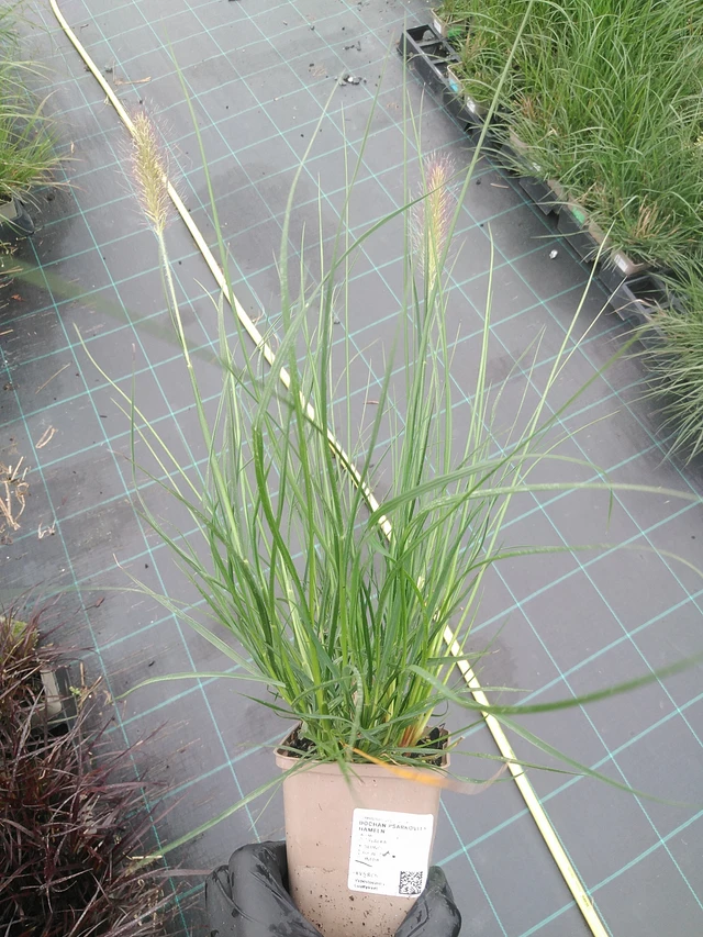 Herbe aux écouvillons Hameln - 4. 8. 2025