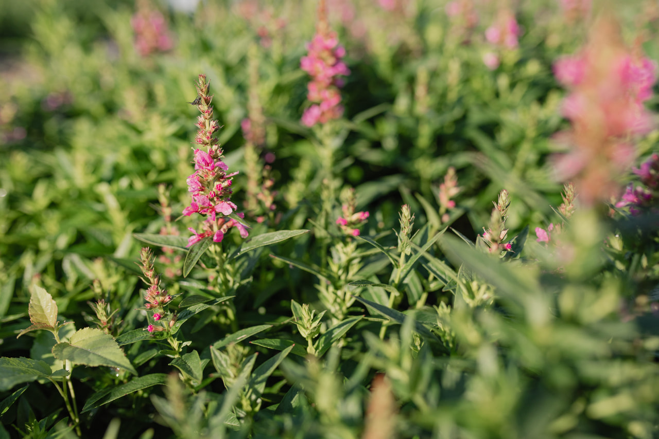 Rantakukka Robert, Loukykvět